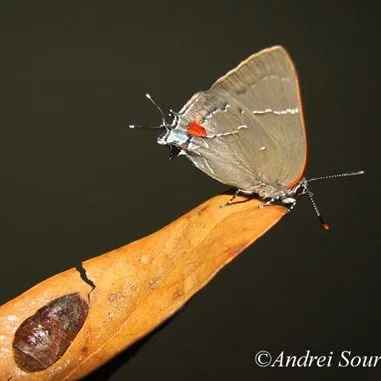 thumbnail for publication: White M hairstreak, Parrhasius m-album (Boisduval & LeConte) (Insecta: Lepidoptera: Lycaenidae: Theclinae)